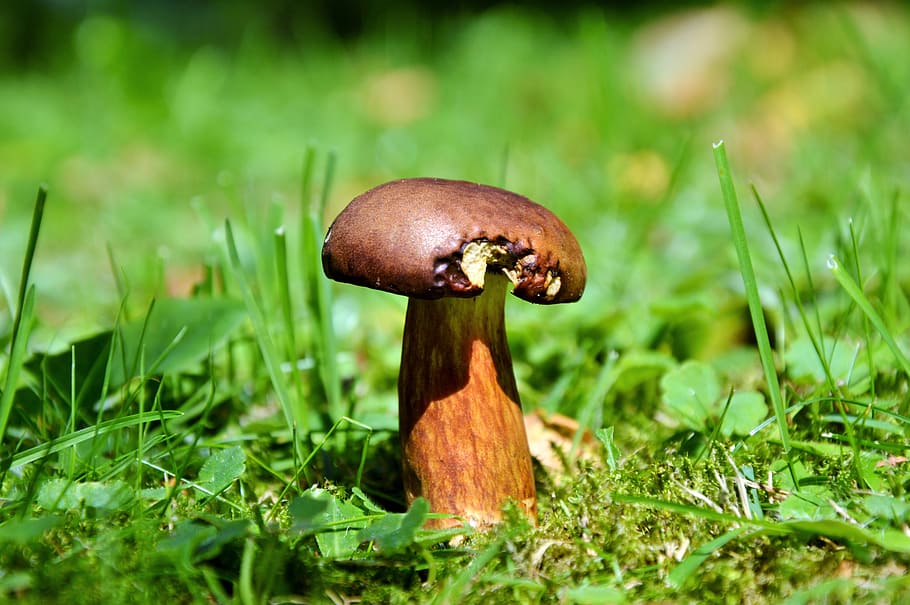 cep, mushroom, tube mushroom, brown cap, forest mushroom, edible, mushroom picking, food, forest, nature