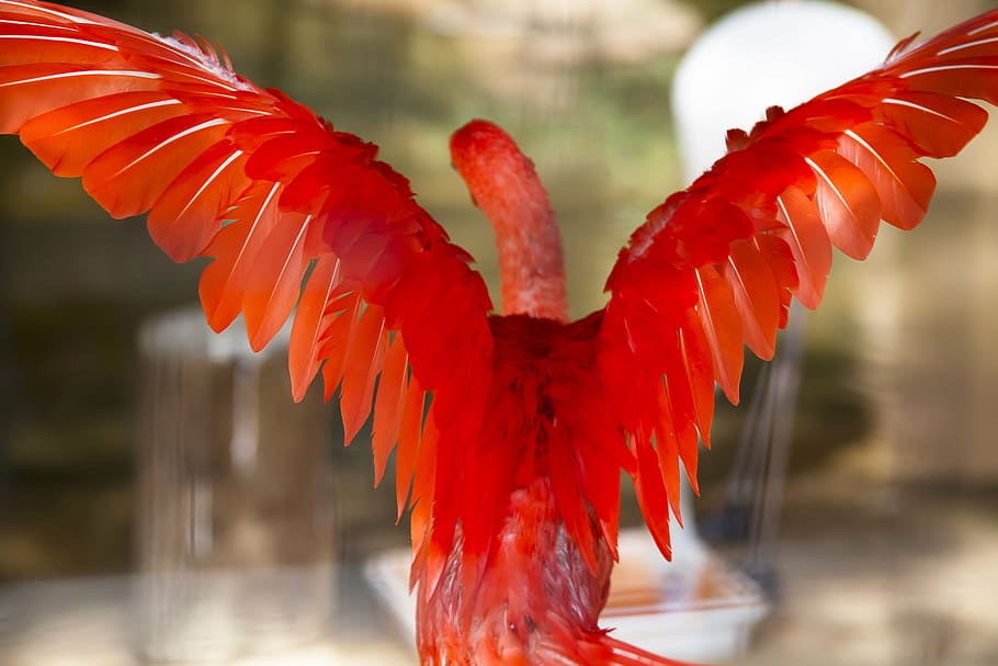 american flamingo bird, pelican, rosa, ave, flying, jungle, wild life, brazil, missions, argentina