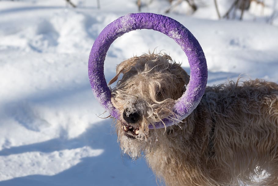 dog, animal, snow, winter, nature, cold, outdoor, forest, play, dag walk