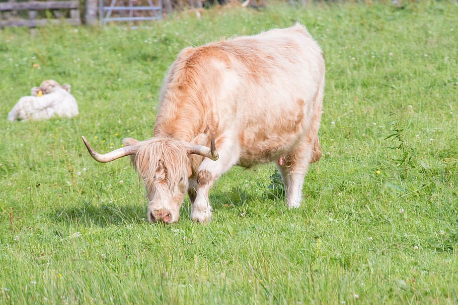 highland-rinder, beef, cow, scotland, highlands, landscape, hof, fields, hairy, hair
