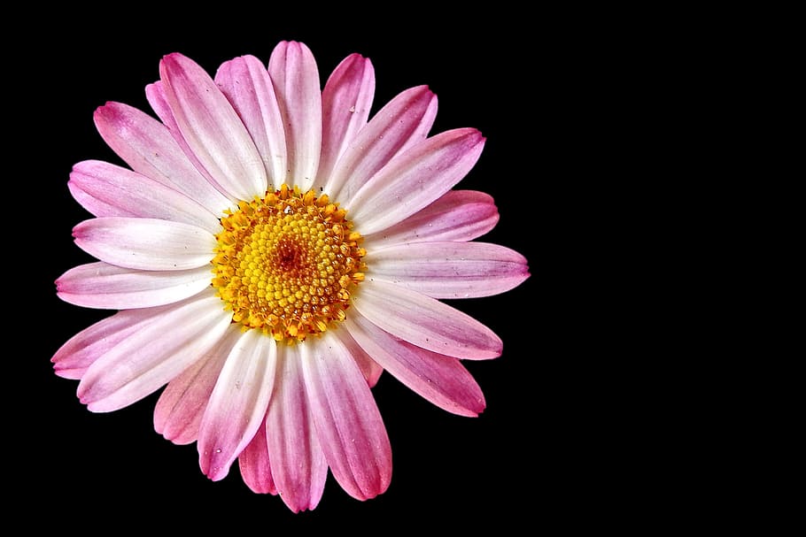 selective, focus photography, pink, gerbera flower, blossom, bloom, spring, plant, garden, flower