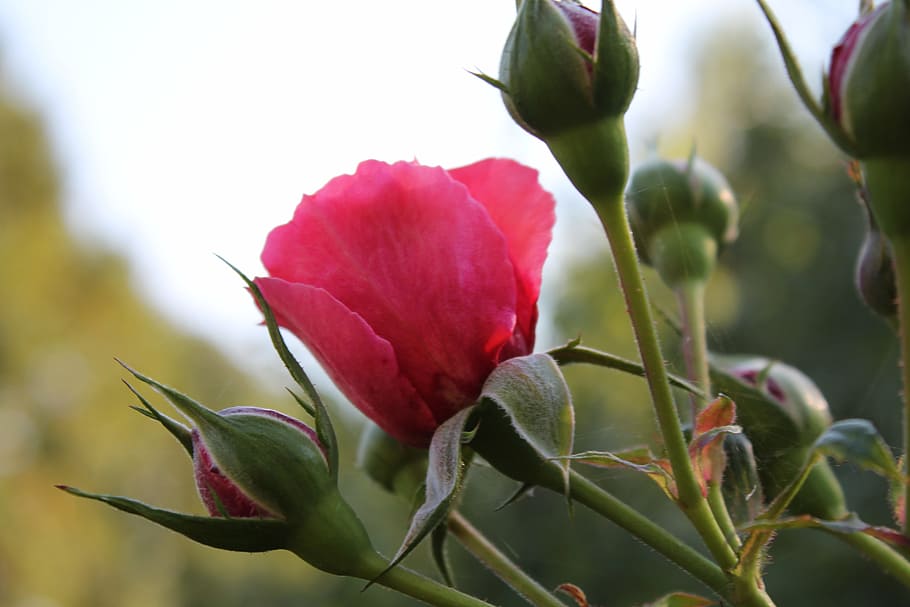 rose, flowers, the buds, rose blooms, the petals, plant, red flower, pink, rosebud, nature