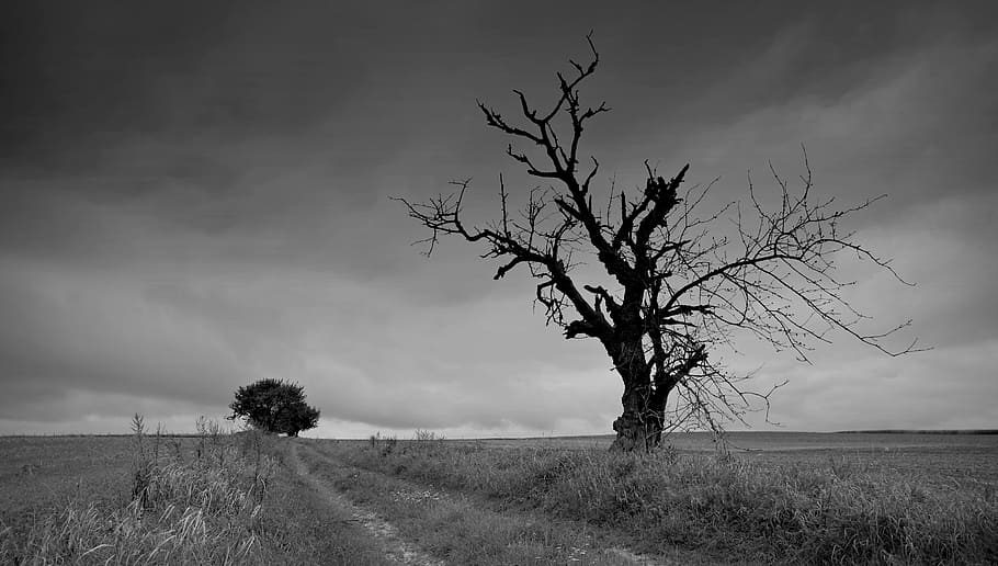 grayscale photo, tree, cloudy, autumn weather, stormy, rainy, cloud cover, dark clouds, clouds, sky