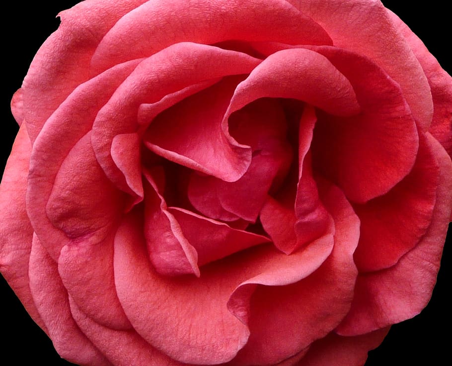 flower, carnation, rose, pink, bloom, blossom, nature, plant, summer, petals