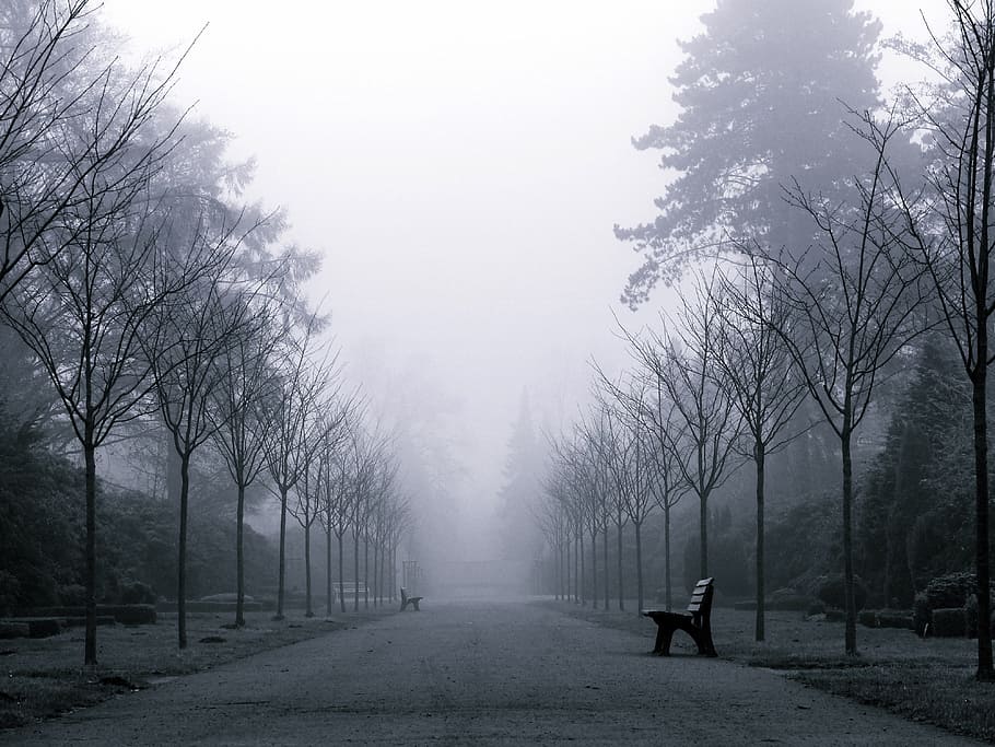 fog, weather, mood, mystical, landscape, foggy, autumn, cold, silent, weather mood