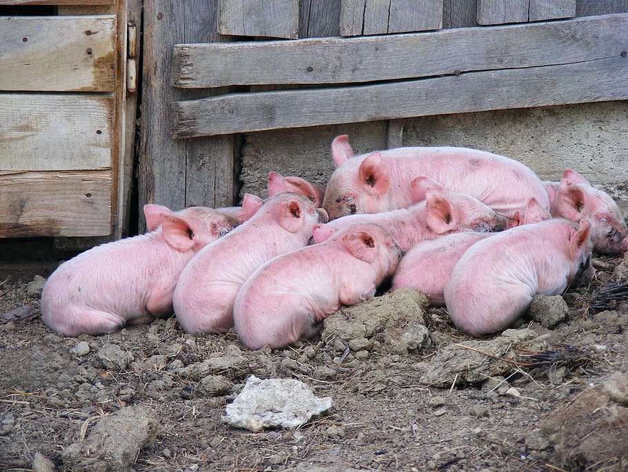 herd, piglets, sleeping, soil, Pigs, Livestock, Domestic, Mammal, Pork, farming