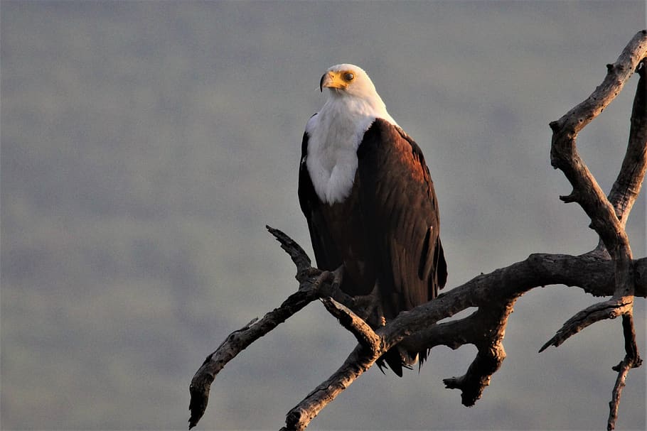 águila pescadora africana, ave, observación, manchado, pilanesberg, sur, áfrica, plumas, plumaje, naturaleza