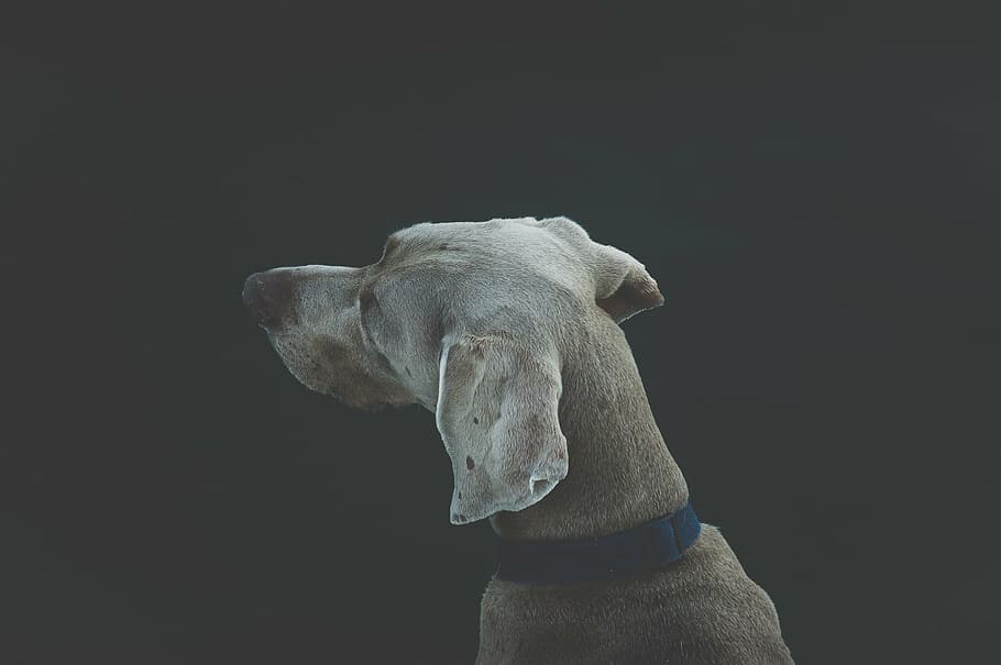 adult grey weimaraner, top, view, brown, dog, s, head, blue, collar, pet
