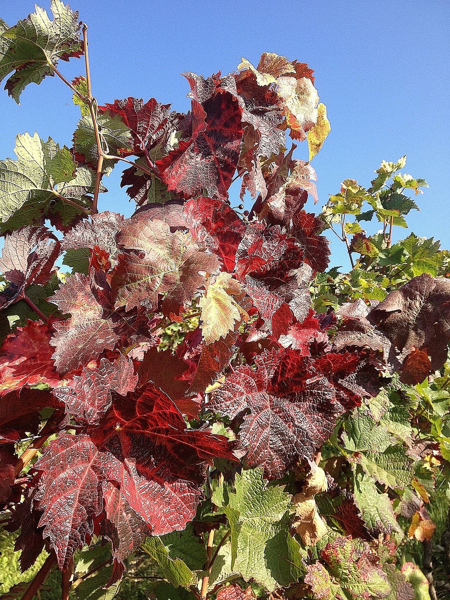 Grapevine, Kebun Anggur, Merambat, musim gugur, merah, pangkat, alam, daun, tanaman, anggur