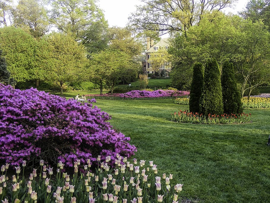Sherwood Gardens, Baltimore, Maryland, flores, foto, jardins, paisagem, domínio público, Estados Unidos, flor