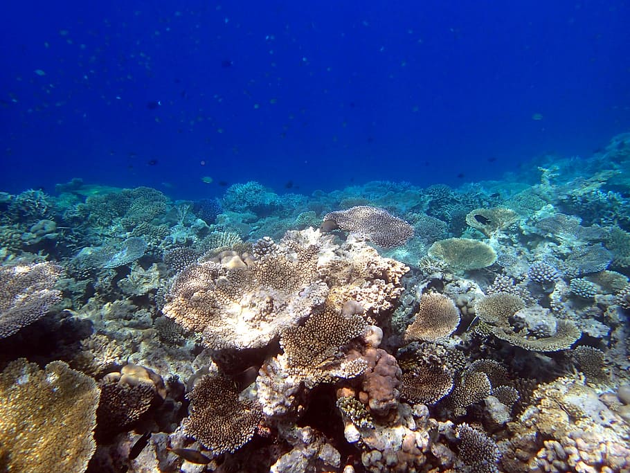 corais, tabular gigante, maldivas, subaquático, submarino, mar, invertebrado, vida marinha, vida selvagem animal, água