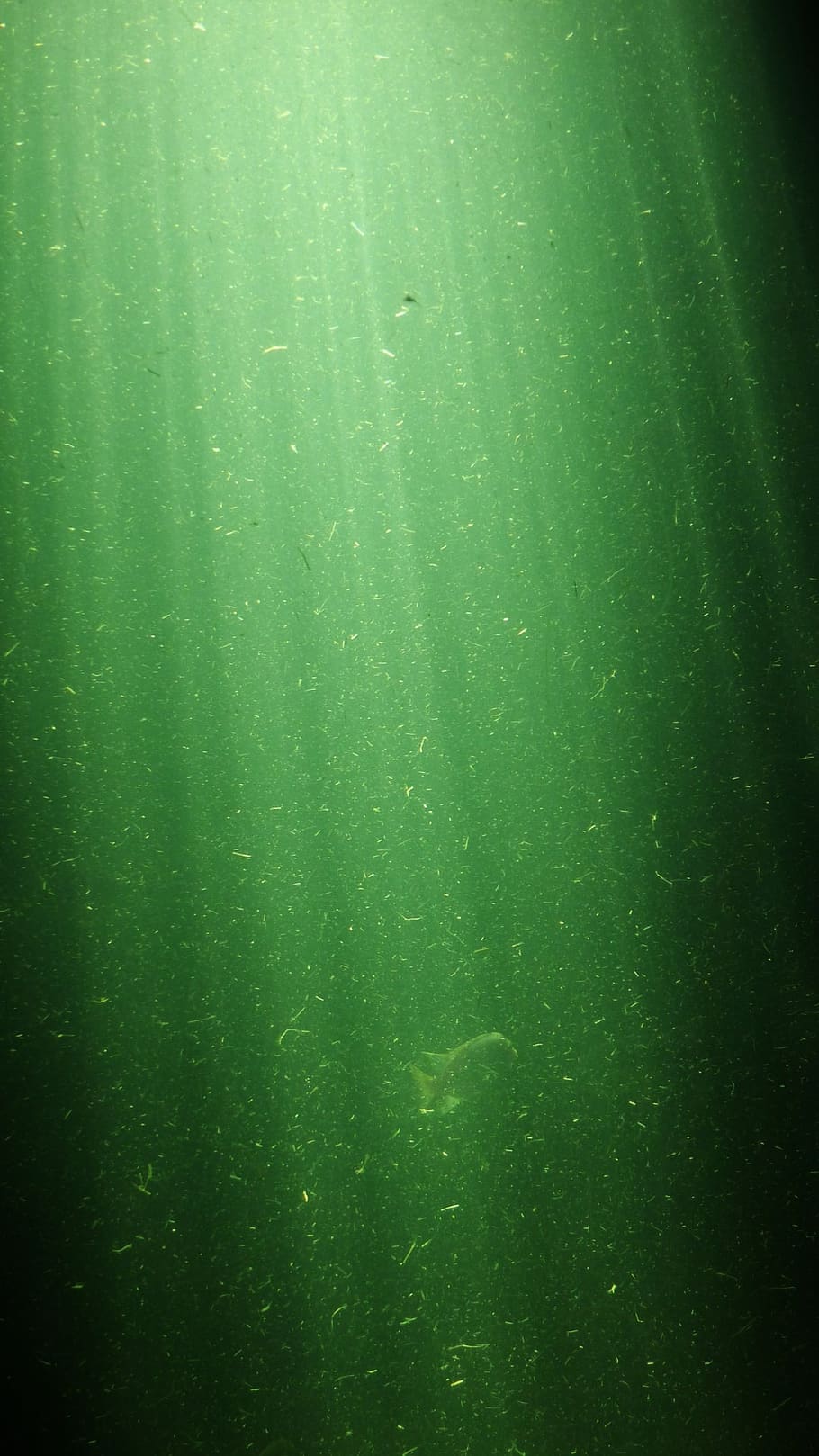 green, underwater, light, sun, streaks, texture, background, murky, swamp, green color
