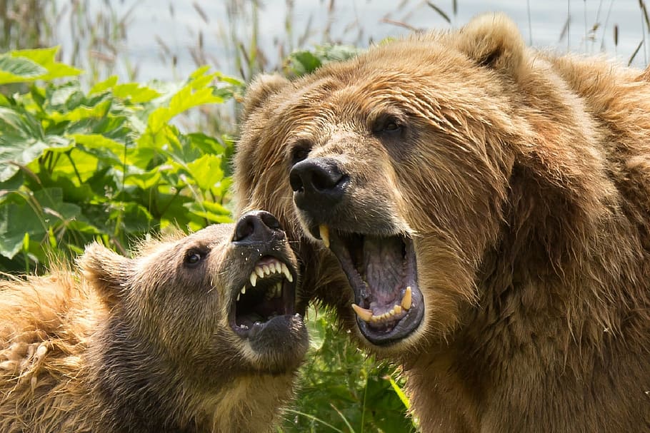 two, brown, bears, roaring, green, trees, daytime, kodiak brown bears, sow, cub
