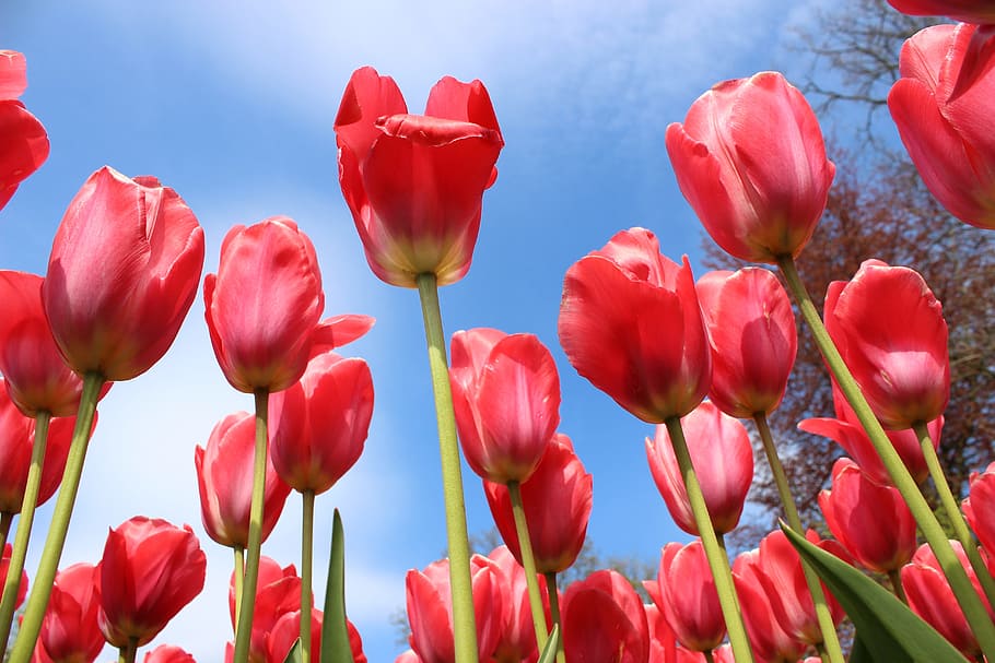 flowers, tulips, spring, floral, plant, red, nature, garden, flower, beauty in nature