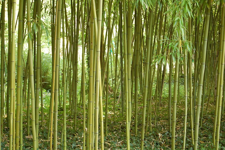 color, green, bamboo, forest, structure, nature, plant, bamboo - plant, growth, bamboo grove