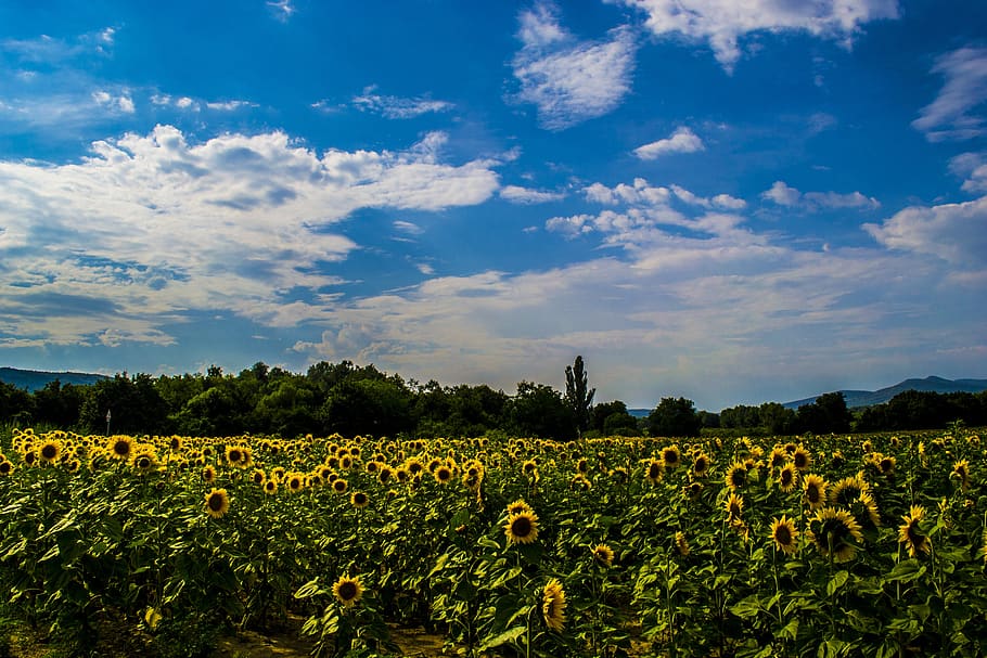 board, sunflower, landscape, summer, virázás, flower, color, sky, cloud, plant