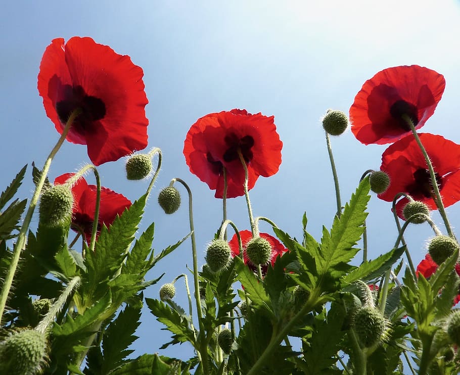 poppies red, red flowers, green leaves, poppy, red, flower, country, red flower, field, sky