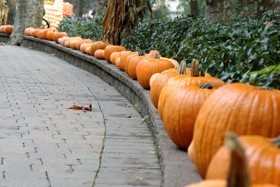 halloween, pumpkin, autumn, decoration, deco, color, colorful, gourd, orange, harvest