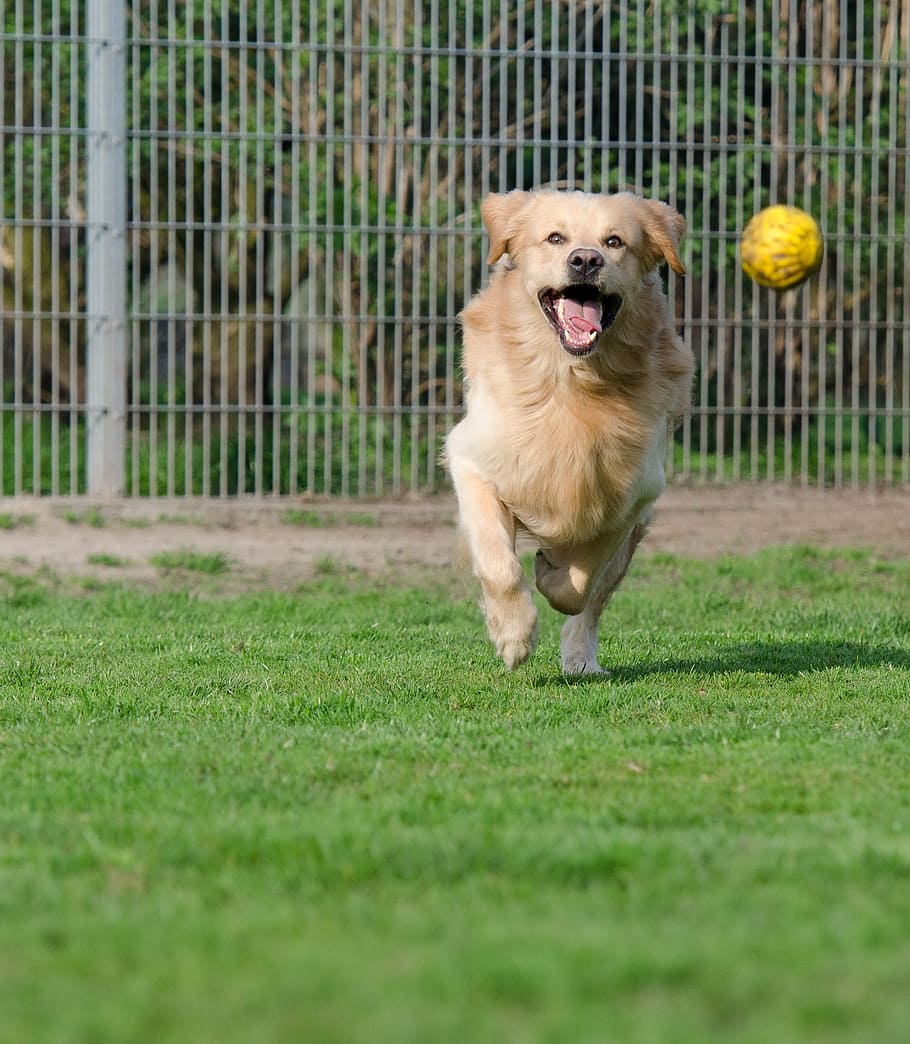 adult, golden, retriever, running, grass field, playing, yellow, ball, focus photo, golden retriever