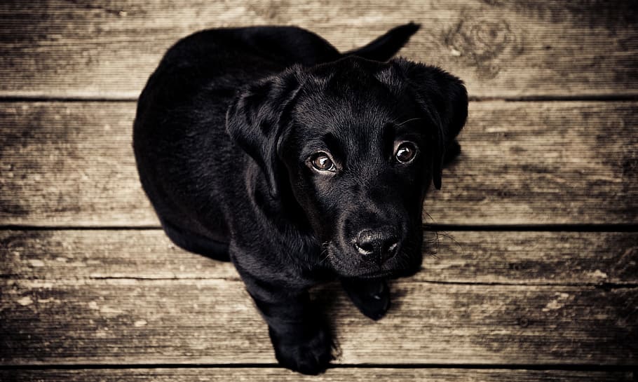 black, labrador retriever puppy, puppy, dog, canine, faithful, dog eyes, cute, doggie, doggy