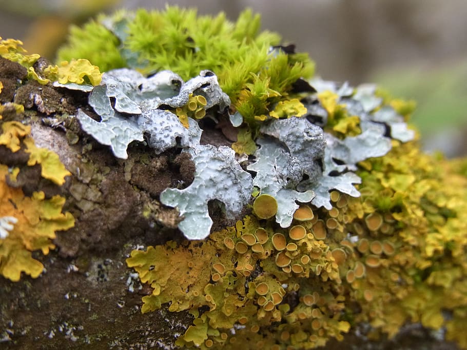 Moss, Plant, Bark, Tree, green, nature, fungus, close-up, lichen, macro
