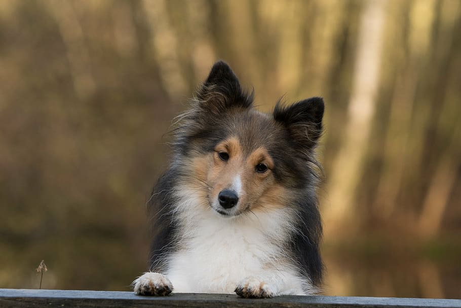 adult, tricolor, rough, collie, dog, sheltie, close, one animal, animal, animal themes