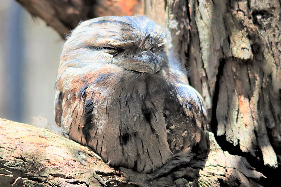 australian, tawny frogmouth, cleland, bird watching, eyes, feathers, native, nature, neck, nocturnal