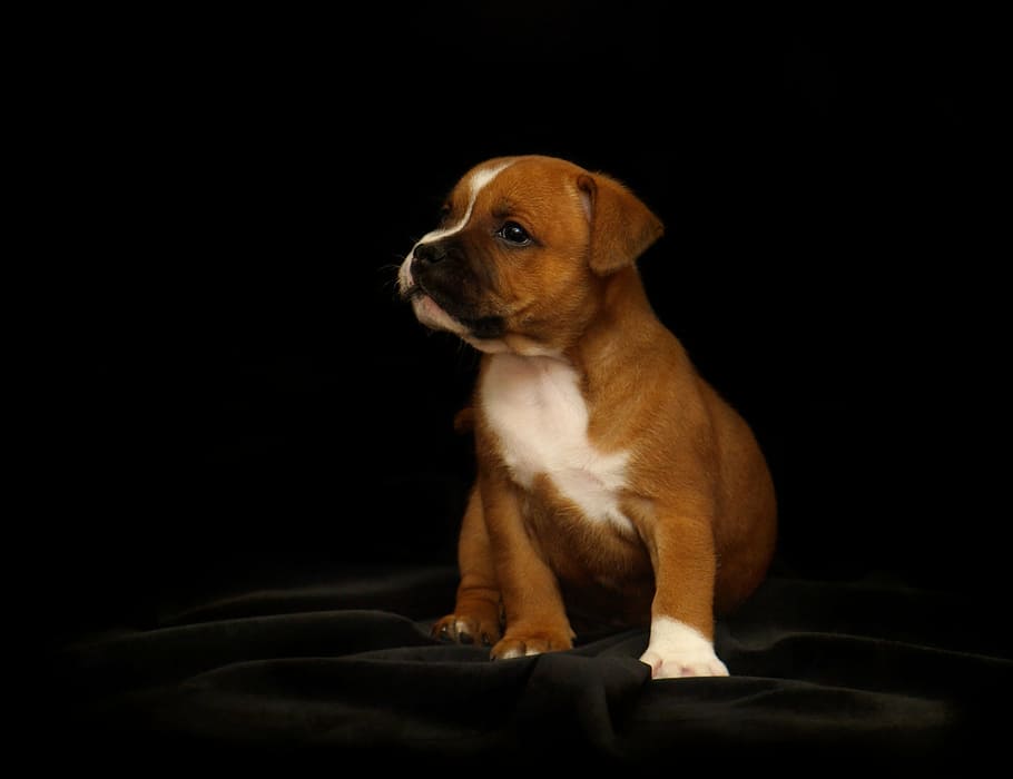 brown, white, puppy, sitting, black, textile, staffordshire bull terrier, dog, doggie, animal