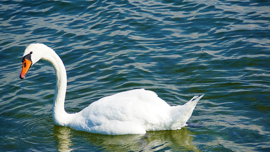 swan, white, bird, lake constance, water bird, animal, animal world, friedrichshafen, vacations, recovery