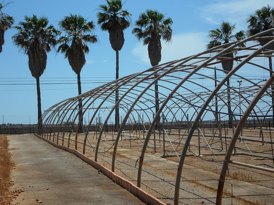 palm trees, old greenhouses, greenhouses, old, empty, abandoned, frame, linkage, leave, landscape
