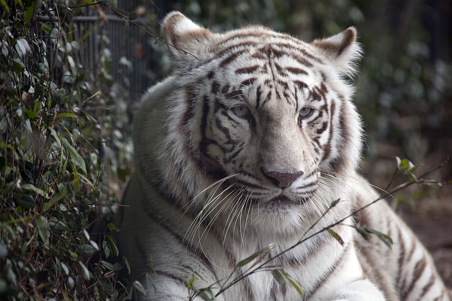 white, bengal tiger, plants, daytime, black and white, white Lion, tiger, white tiger, cat, fur