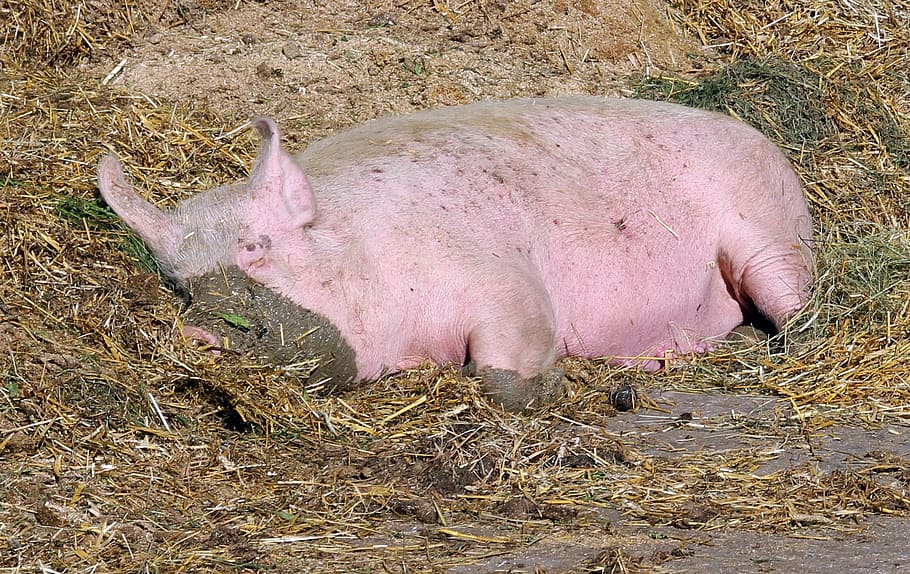 pig, sow, mammal, livestock, agriculture, dirty, animal, piglet, domestic Pig, farm