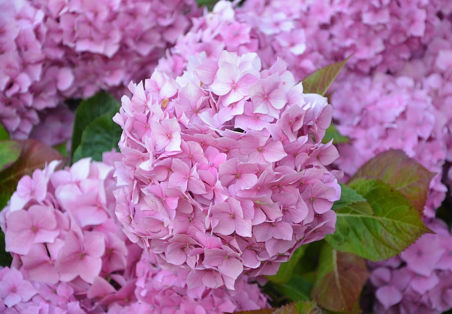 花 アジサイ ピンク ブルターニュ 植物 庭 夏 自然 ピンクの花 開花 Pxfuel