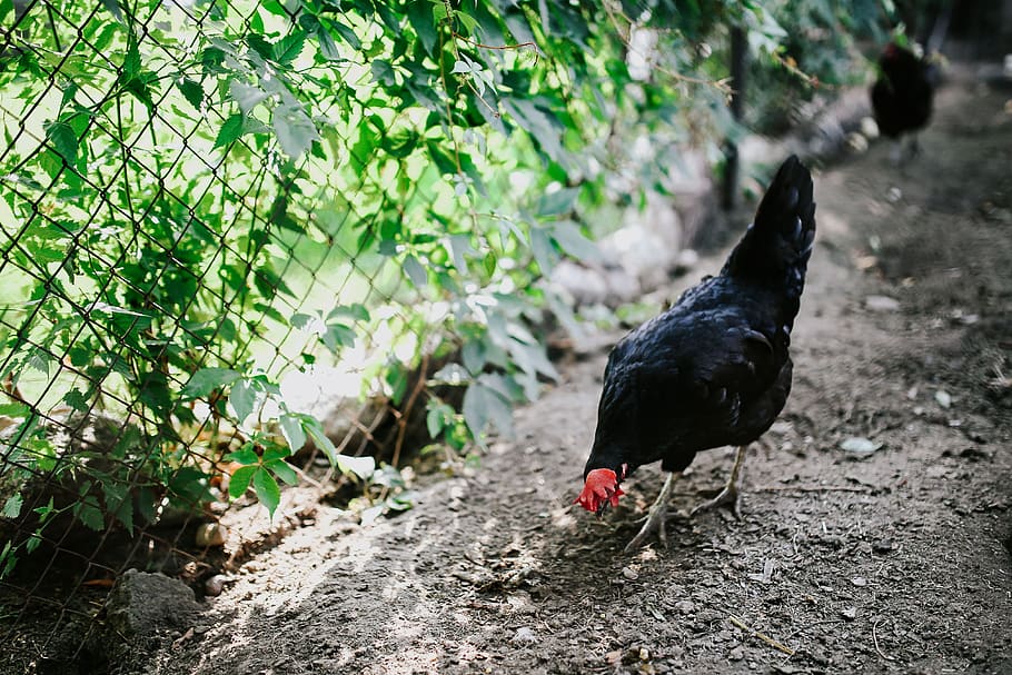 galinha, frango, canil, galinheiro, vila, fazenda, rural, Animais, temas de animais, pássaro