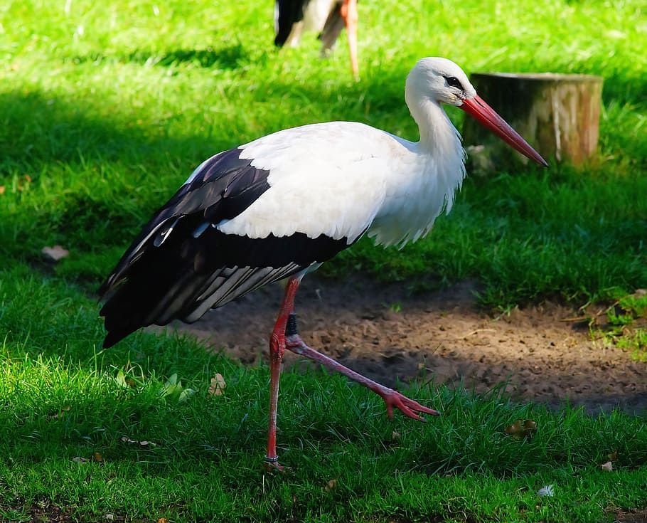 close-up photography, white, stork, bird, animal, rattle stork, nature, adebar, bill, white stork