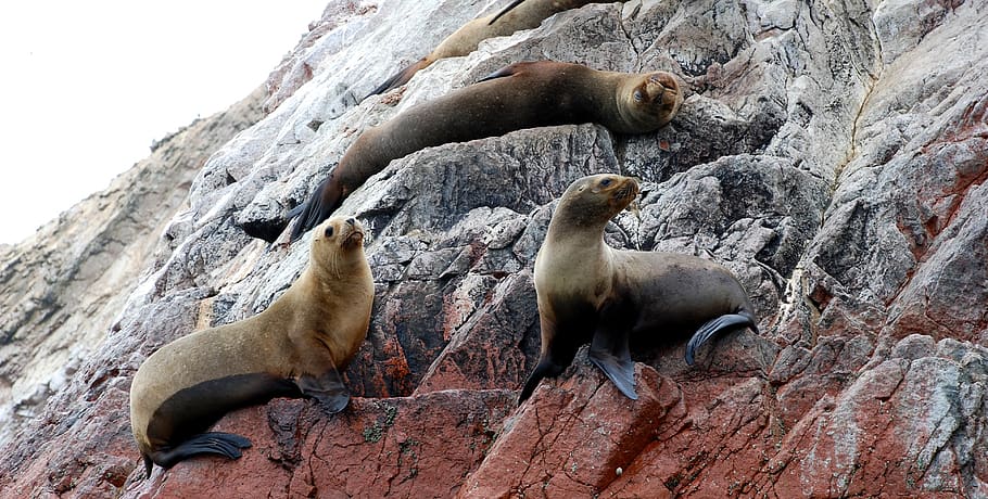 islas ballestas, paracas, reserva nacional, leones marinos, perú, costa,  mar, rocas, isla, Fauna animal | Pxfuel