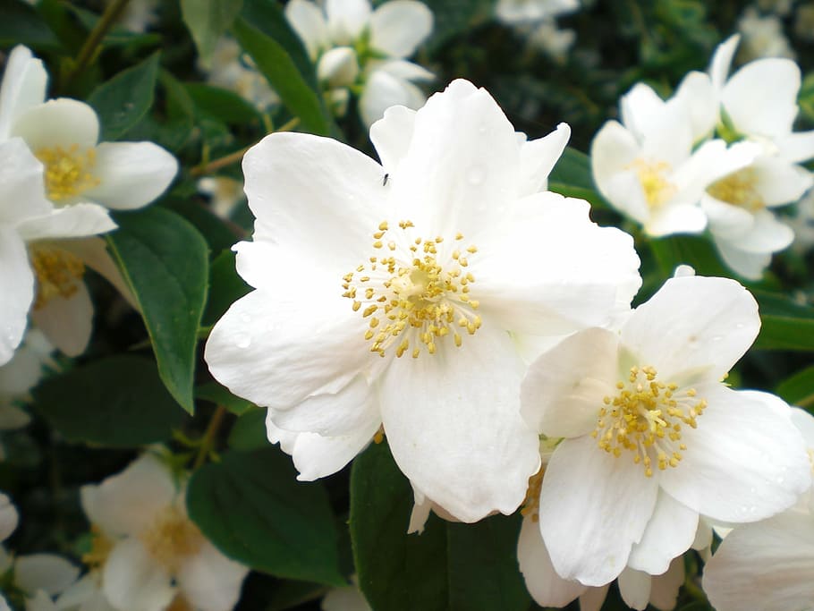bill jasmin, white, flower blossoms, white green, white blossom, summer, nature, plant, bush, flowering plant