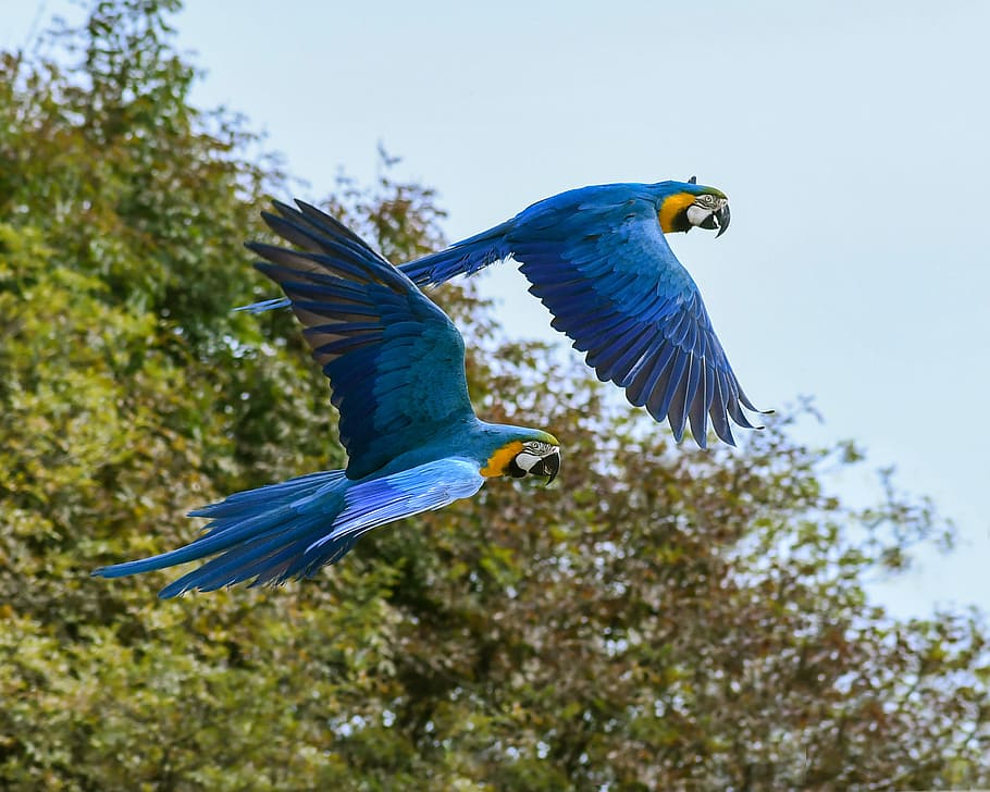 two, blue-and-yellow macaw parrot, flying, photography, parrot, fly, blue macaw, bird, animal, animal themes