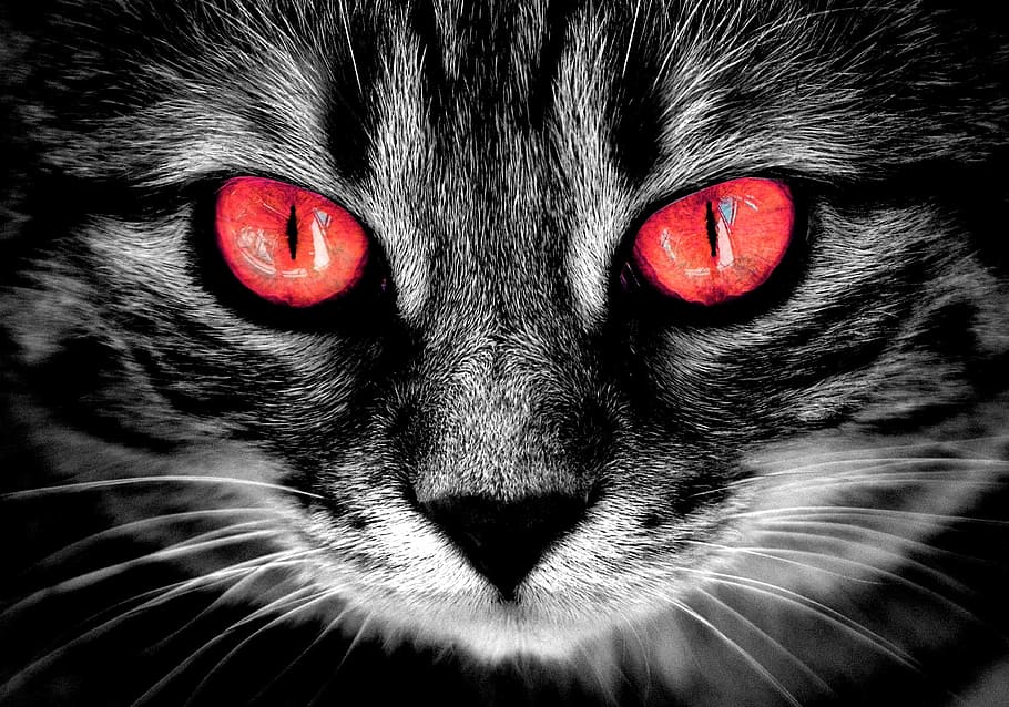 은색 줄무늬 고양이, 고양이, 소름 끼치는, 빨간 눈, 이상한, 공포, 포유 동물, 애완 동물, 한 마리의 동물, 하인