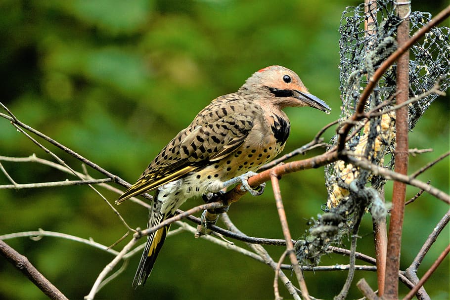 bird, beautiful, woodpecker, flicker, male, flicker woodpecker, colorful, spotted, long beak, beak