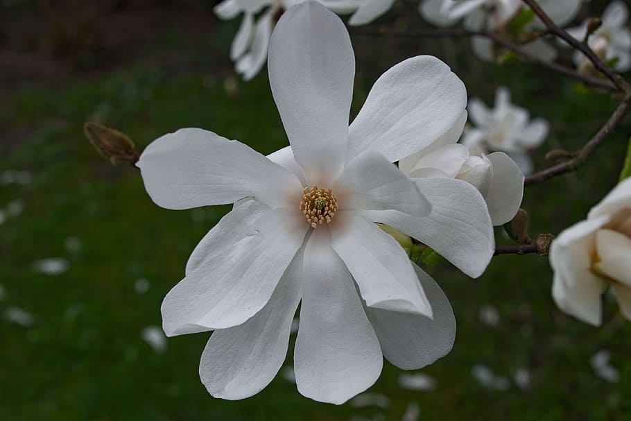 magnolia, magnolias, primavera, flor de magnolia, naturaleza, macro, primer  plano, crema, magnolia blanca, blanca | Pxfuel