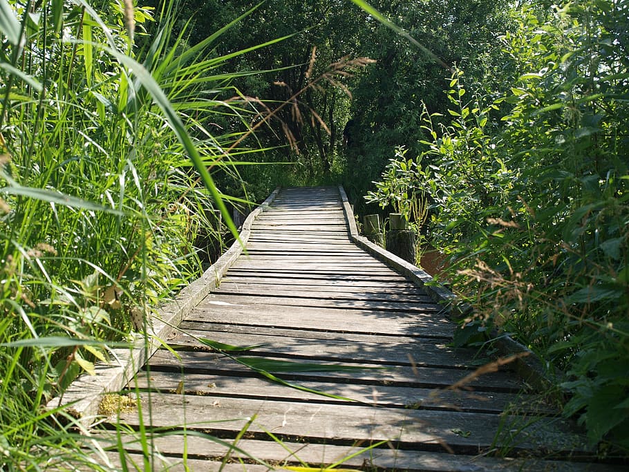 bridge, web, uncertain, wooden bridge, nature, plant, growth, direction, the way forward, green color