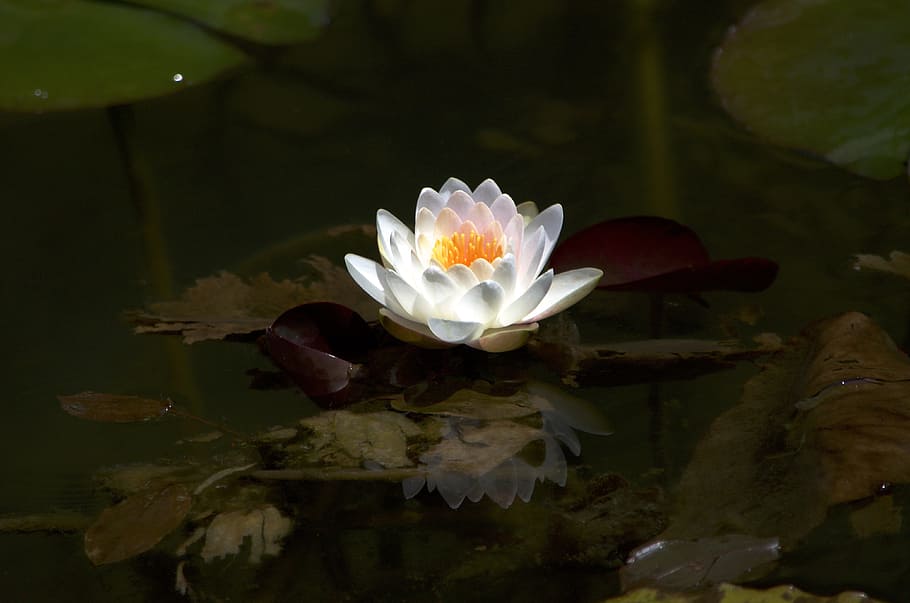 Lotus, Water Lily, Aquatic Plant, natural, pond, water, lotus flower, flower, flowers, waterside