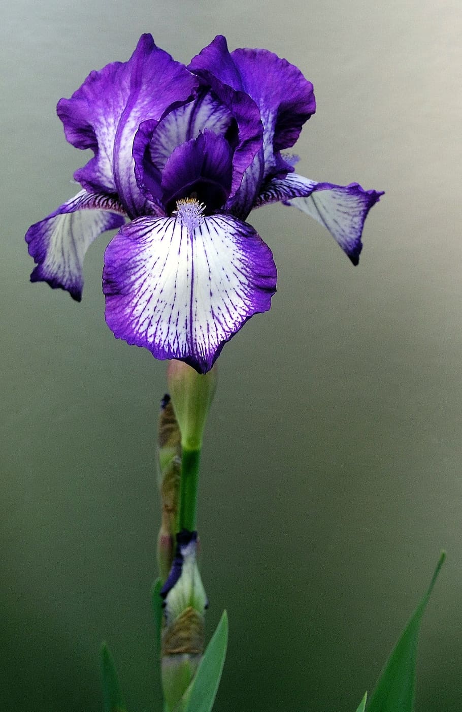 purple, white, tall, bearded, iris flower, iris, flower, stem, plant, bloom