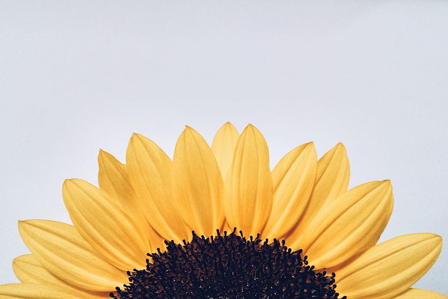 sunflower yellow closeup, Sunflower, yellow, closeup, nature, flower, flowers, natural, plants, summer