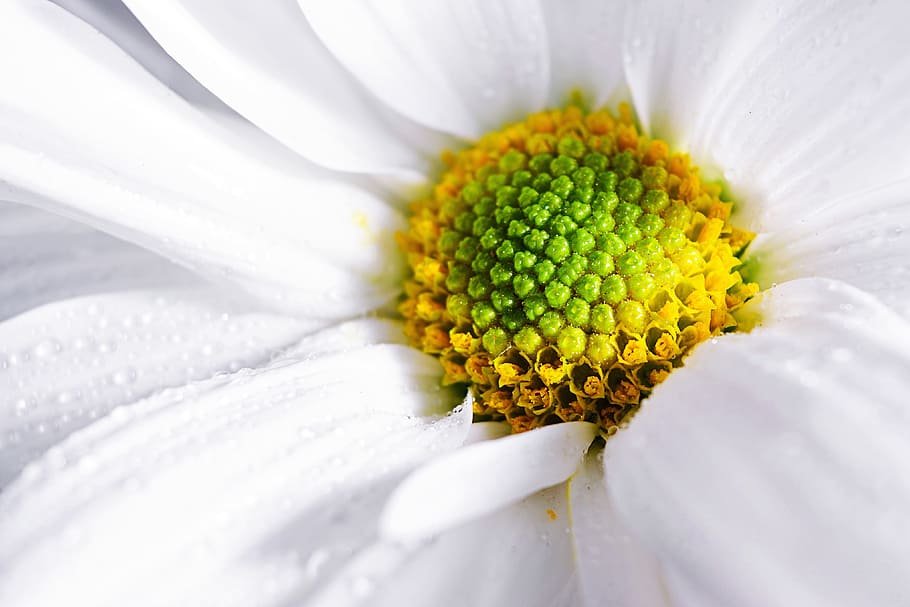 branco, flor, Tiro macro, flor branca, natureza, flores, natural, margarida, close-up, planta