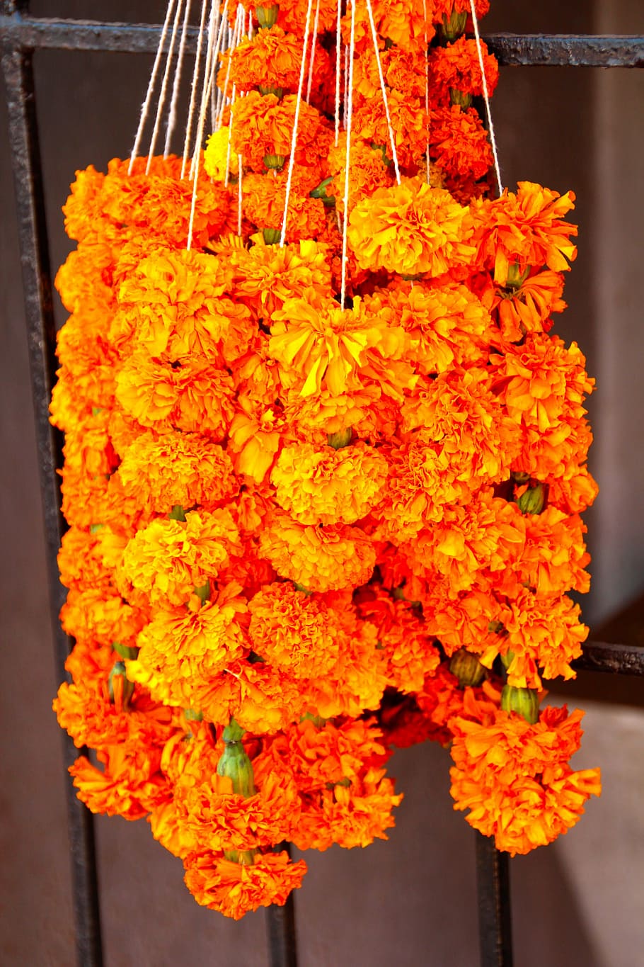 flowers-orange-orange-flowers-india.jpg