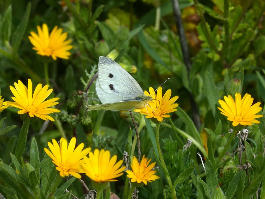 pieris rapae, blanquita of cabbage, butterfly, flowers, margaritas, libar, nature, insect, butterfly - Insect, flower