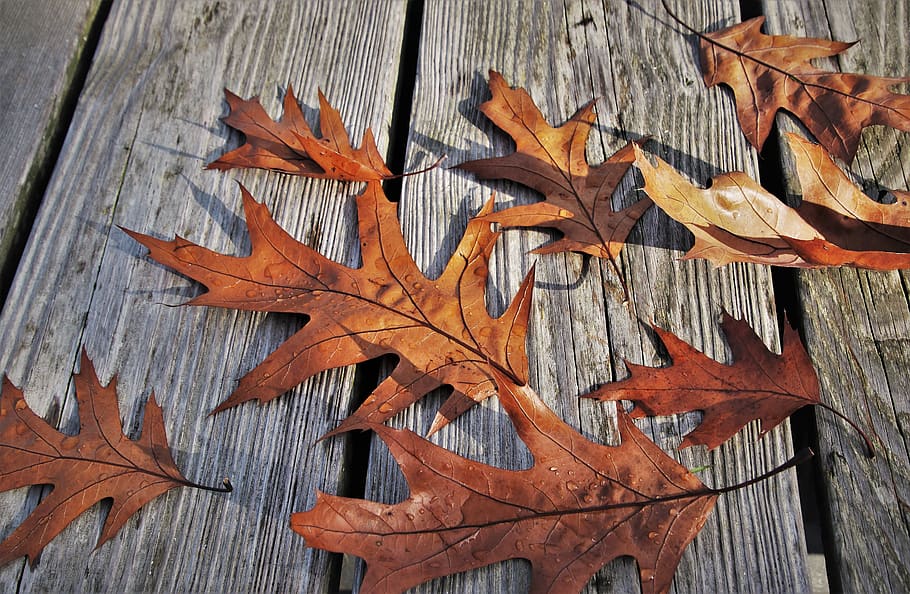 collapse, autumn, november, dry leaves, wind, in the fall, autumn mood, nostalgia, leaf, season