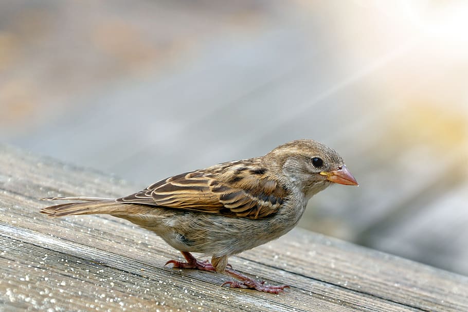 sparrow, sperling, bird, plumage, feather, animal, nature, animal world, bill, close up